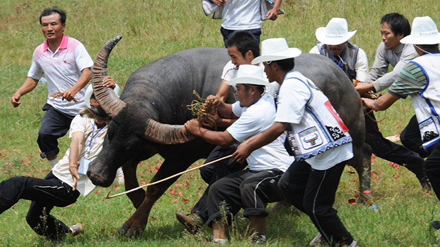 斗牛——不容错过的视觉盛宴
